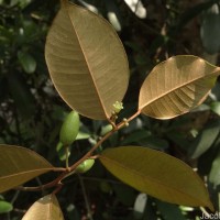 Chrysophyllum oliviforme L.